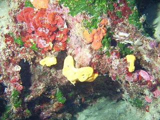 Mercanti Reef